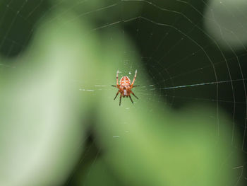 Spider on web