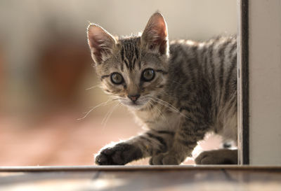Close-up portrait of cat