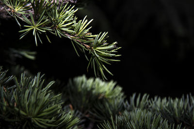Close-up of christmas tree