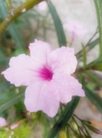 Close-up of pink flower