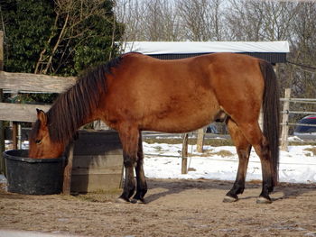 Side view of horse standing in stable