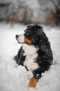 Dog on snow covered field