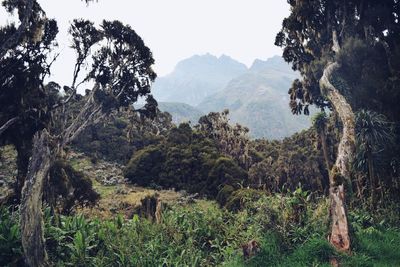 Scenic view of landscape and mountains