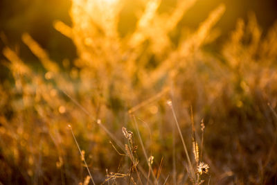 Close-up of crops on field