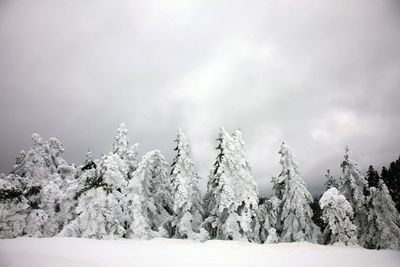 Trees on snow covered landscape against sky