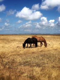 Horses in a field