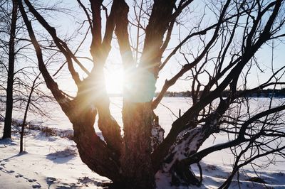Sun shining through bare tree during winter