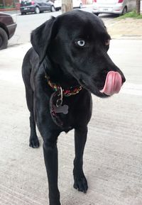 Close-up of black dog