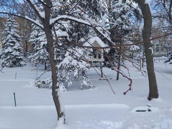 Trees on snow covered field during winter