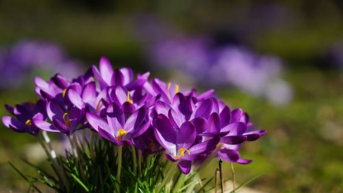 Close-up of purple crocus flowers on field
