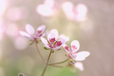 Close-up of pink cherry blossom