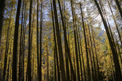 Low angle view of pine trees in forest