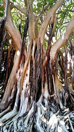 Low angle view of tree trunk