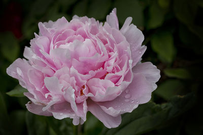 Close-up of pink rose flower