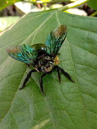 Close-up of insect on leaf