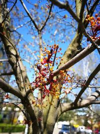 Low angle view of cherry blossom tree