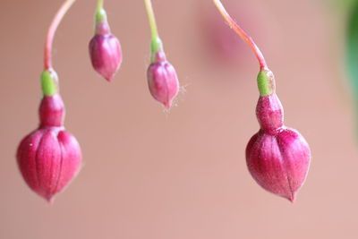 Close-up of pink flowers against white background