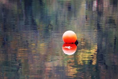 Bird in a lake