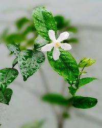 Close-up of water drops on flower against blurred background