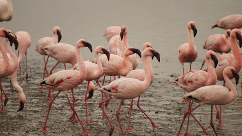 Flamingoes walking on sand at beach