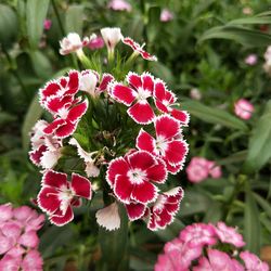 Close-up of flowers blooming outdoors