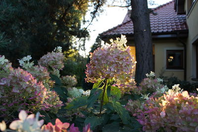 Close-up of pink flowers