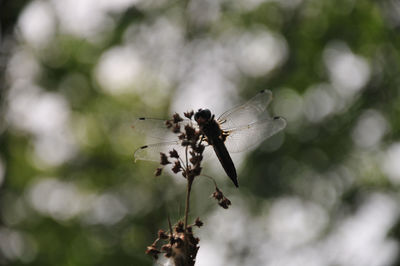 Close-up of insect on flower