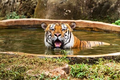 Bengal tiger drinking water from a lake