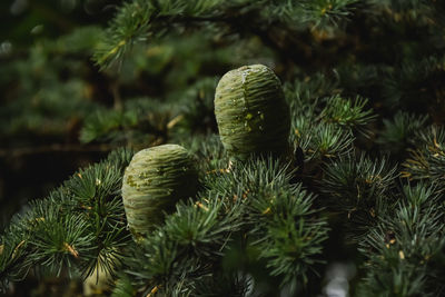 Close-up of pine tree