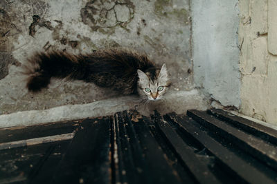 Portrait of cat on metal floor