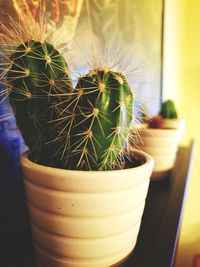 Close-up of cactus in pot