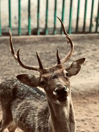 Close-up of deer