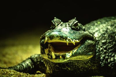 Close-up of a turtle