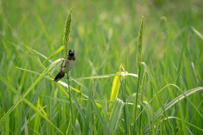 Close-up of insect on grass