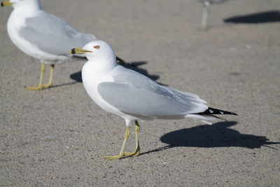 High angle view of seagulls perching