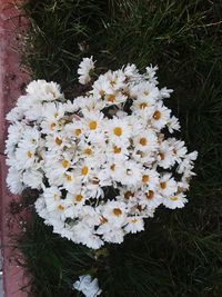 Beautiful white flowers blooming outdoors