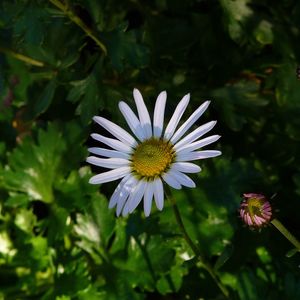 Close-up of white flower blooming outdoors