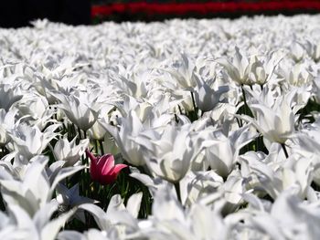 Close-up of white roses