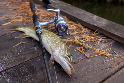 Close-up of fish