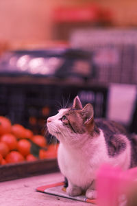 Close-up of a cat looking away