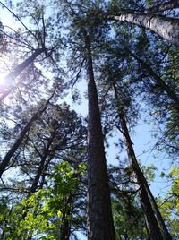 Low angle view of trees against sky