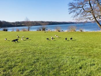 Flock of sheep on grassy field