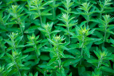 Full frame shot of plants