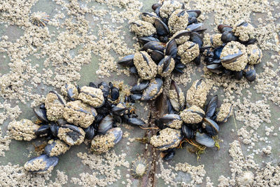 High angle view of shells on beach