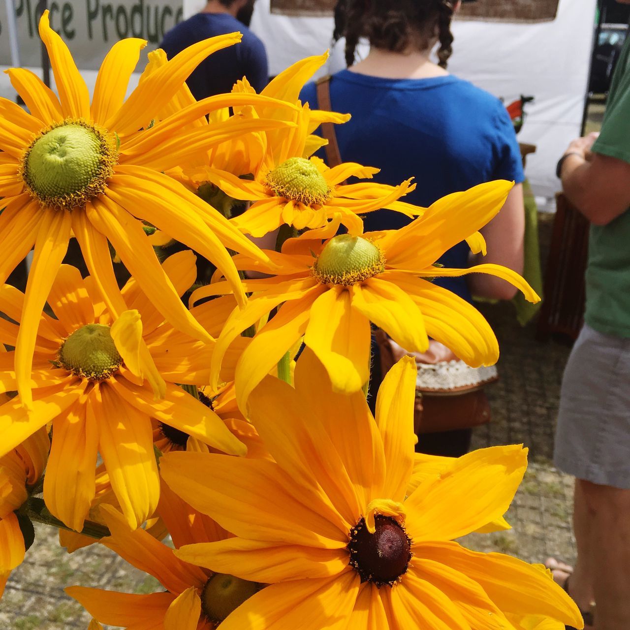 Green eyed susan