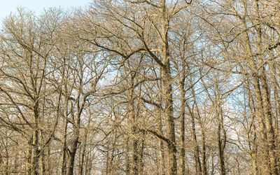 Low angle view of bare trees in forest during winter