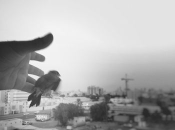 View of a bird on hand against cityscape