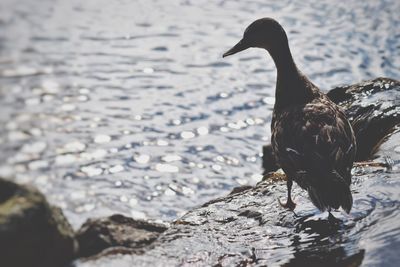 Close-up of duck swimming on lake