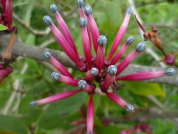 Close-up of red flower