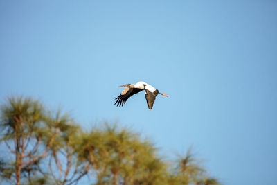 Close to a full moon as a wood stork mycteria americana flies over the corkscrew swamp sanctuary